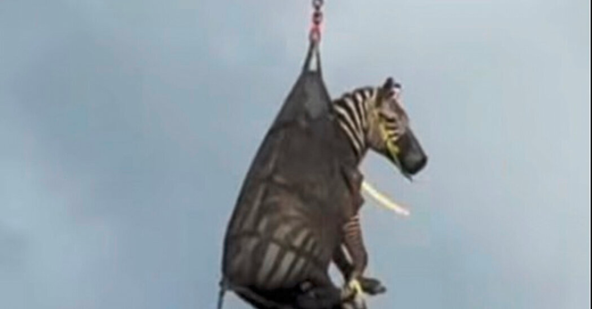 Zebra in a helicopter sling