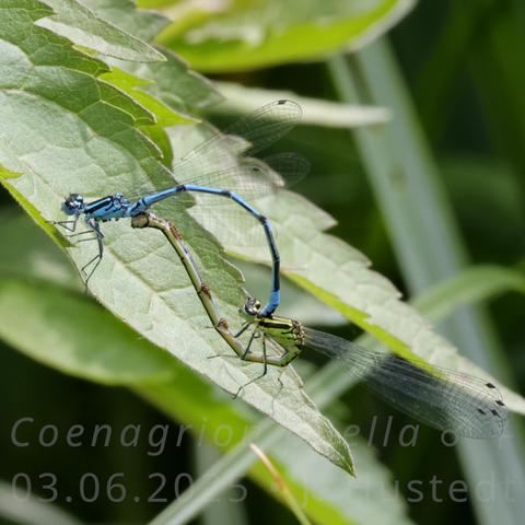 Auf einem Wasserdost-Blatt sitzt ein Paarungsrad aus zwei kleinen, schlanken Libellen. Das blau-schwarz gemusterte Männchen links im Bild hält mit dem Ende seines Hinterleibs das grünlich-schwarze Weibchen am Hinterkopf fest, das Weibchen hat seinen Hinterleib zwischen den Beinen nach vorn gebogen und an der Unterseite des 2. Hinterleibssegments des Männchens am Kopulationsorgan befestigt