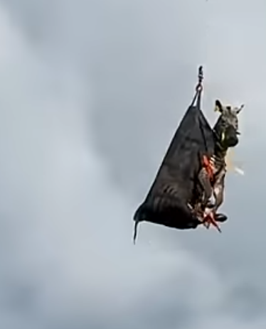 Zebra looking not happy about being wrapping in a bag and being slung from a helicopter