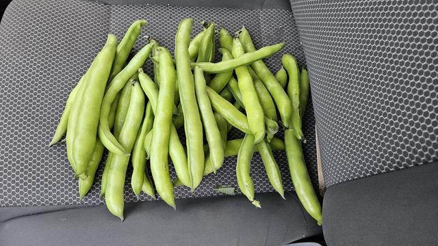 A pile of broad bean pods on a car seat.