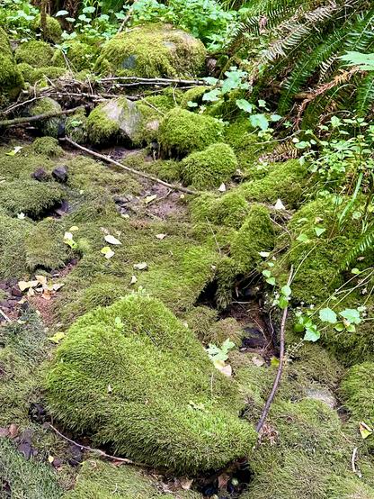Many large rocks, all thoroughly coated in a layer of moss, line the bed of a seasonal creek. Other vivid vegetation runs along the banks.
