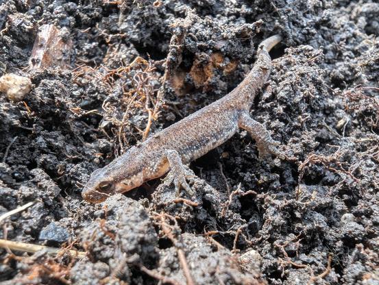 A small brown newt (3cm long) on freshly turned soil. I'm pretty sure it's a smooth, or common newt (Lissotriton vulgaris), but I've read that they can be hard to tell apart at this age.