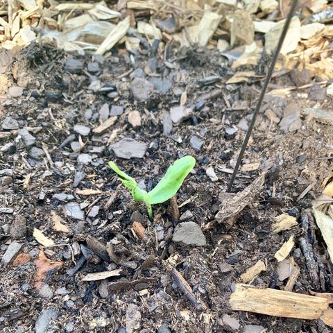 A small green seedling is emerging from dark, rich soil, surrounded by mulch and small pieces of wood.