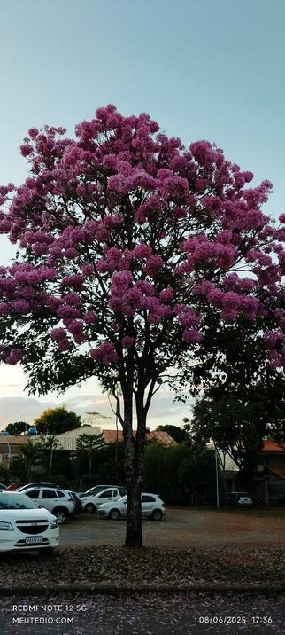 Ipê-roxo florido na 706 Norte, Brasília, DF, Brasil.