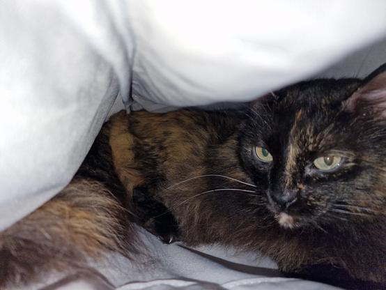 Una gata atigrada de pelo largo, con manchas negras, marrones y anaranjadas, está acurrucada dentro de una maleta gris. Sus ojos verdes son visibles, y tiene una expresión seria. Solo se ve la parte superior de su cuerpo; su cola peluda se asoma por debajo de la maleta.
