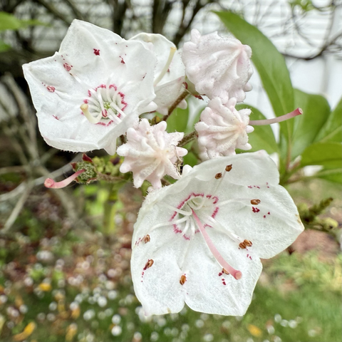 Mountain Laurel flowers