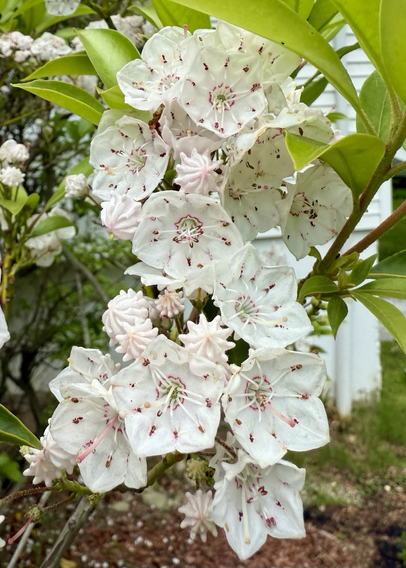 Mountain Laurel flowers
