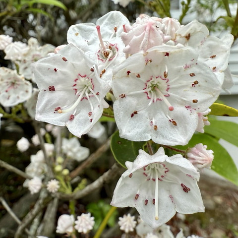 Mountain Laurel flowers