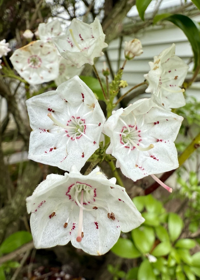 Mountain Laurel flowers