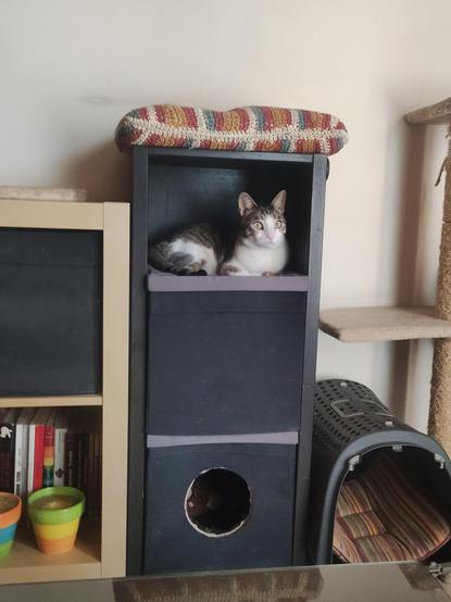 #Anarchodiva #Rallou #Caturday
The image shows a cozy indoor setting with a cat as the main subject. In the foreground, a gray and white cat is sitting inside a black storage unit with a colorful, knitted cushion on top. The cat has striking green eyes and is looking directly at the camera. Below the cat, there is a circular opening in the storage unit, suggesting it might be a cat house. To the left, a beige bookshelf with several books and two colorful planters is visible. To the right, a cat tree with a beige carpeted platform is partially visible. In the background, a black pet carrier with a striped cushion inside is seen. The overall scene is well-lit, with a neutral-colored wall behind the storage unit.

Provided by @altbot, generated privately and locally using Ovis2-8B

🌱 Energy used: 0.185 Wh