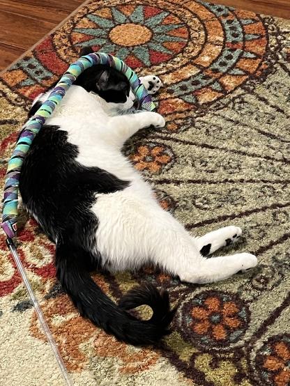 Image of a black and white cat with a dangle toy draped over her. She is relaxing under it. It is a toy that works like a fishing pole with a bouncy string and feathers and ribbon at the end for cats to grab.