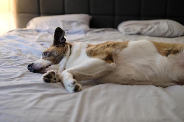 A white and brown dog lying across our bed