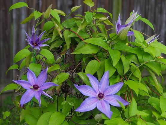 A clematis plant with fairly large, violet-coloured flowers with maroon centres.