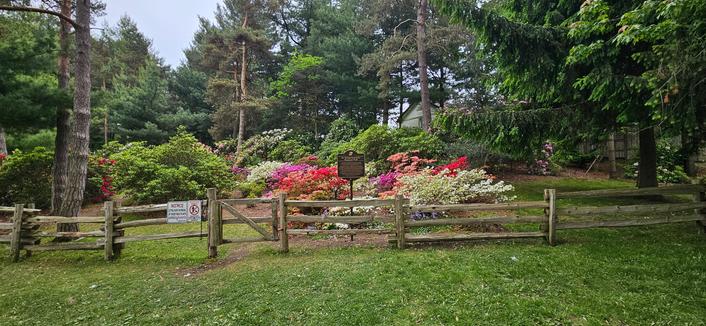 A portion of the Brueckner Rhododendron Gardens