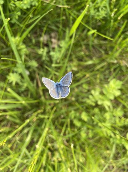 Looking straight down at a small blue butterfly on some grass. Because we're looking straight down, the grass appears to be going out on all sides, like a sci fi movie depicting hyperspeed in space with the stars streaking past.