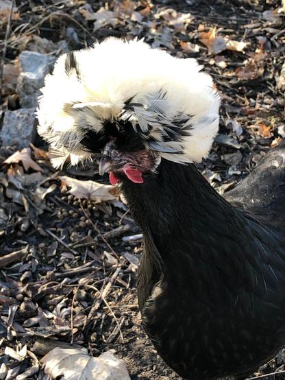 white crested Polish chicken