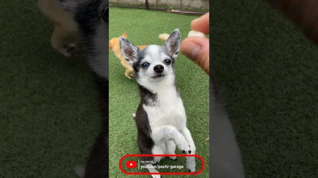 スムースコートチワワ ベックからのおやつタイム@ドッグラン #Shorts #dog