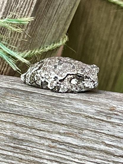 A small, camouflaged frog resting on a wooden surface, blending in with its surroundings. Green grass strands are visible in the background.