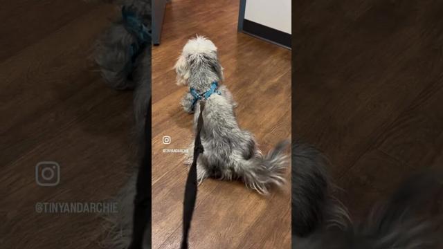 Archie the Dandie enjoys the sights & sounds of the vet’s office #dogshorts #dogslife #cutedog