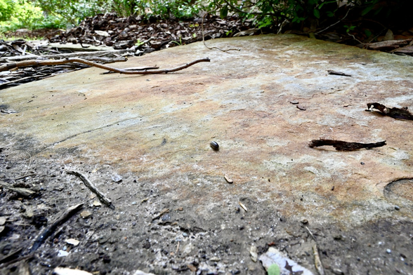 Wide angle shot of a little roly-poly walking across a rock