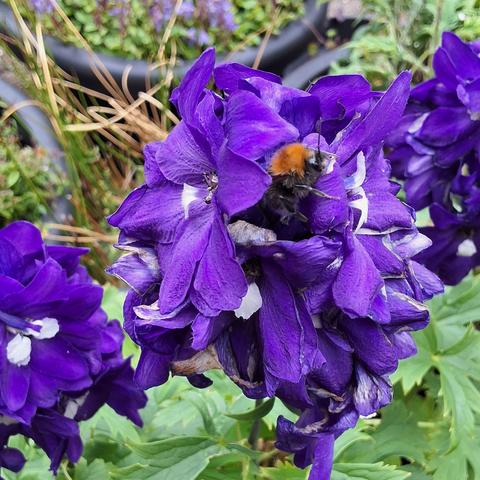 sleepy bee snoozing on my delphiniums