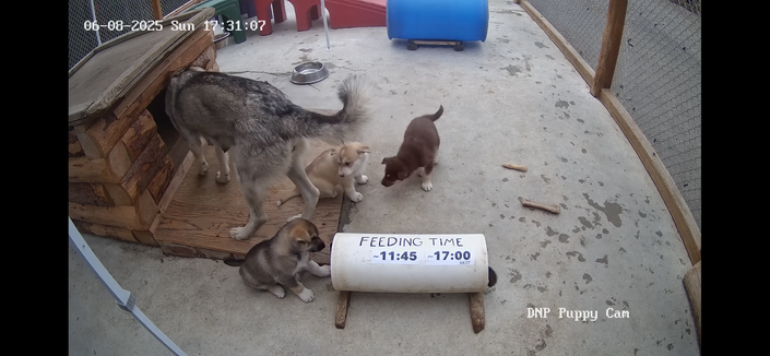 Mom and several of the puppies can be seen playing in the Denalii National Park and Preserve kennels today. A wooden shelter, a feeding dish, and some colorful toys can also be seen in the kennel. Thanks to the National Park Service and Alaska Geographic for providing this live-stream view.