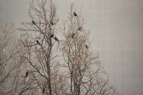 A gathering of ten redwing blackbirds in the upper branches of a budding poplar tree.