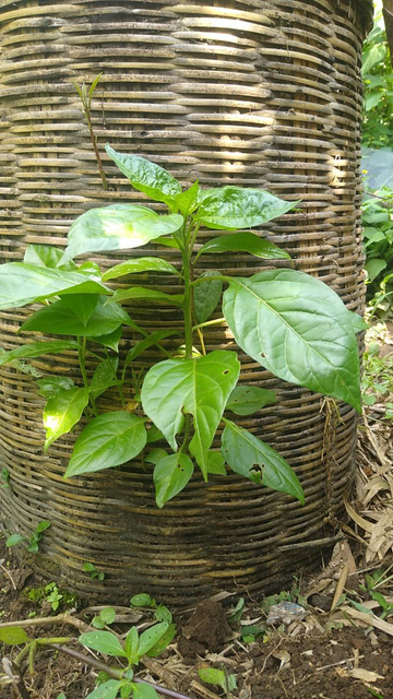 A basket full of compost. From one side, through the weaving, a young plant is sticking out. Do you know what it is; is it something eddible?