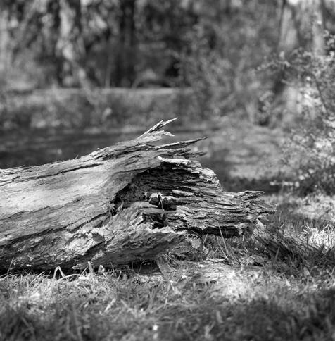 Fallen limb, May 12, 2025, 3:13pm. Town of Ulysses, Finger Lakes, upstate New York.

Camera: Gowland 8x10. Lens: Fujinon C f/8.5 300mm. Film: Fomapan 100.  Exposure: wildly incorrect 11 sec at f/11. Dev: HC-110 1+119 6 min. Scan: Sony Alpha A7/ii.

This is a crop from a shot that had multiple issues. I was planning on f/64, but after a last moment re-check, I forgot to stop down. Not a deathless shot, but I thought it would be interesting to try to get an image anyway. Details in thread.