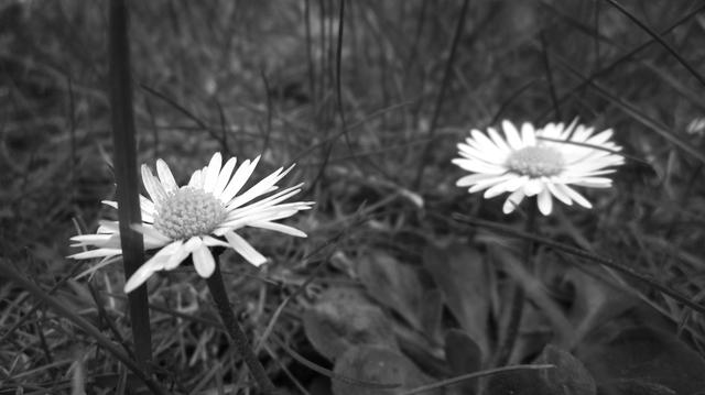 Fotografía en blanco y negro de dos margaritas en la hierba