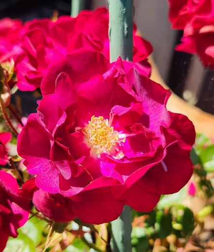 Bright pink old fashioned climbing rose.