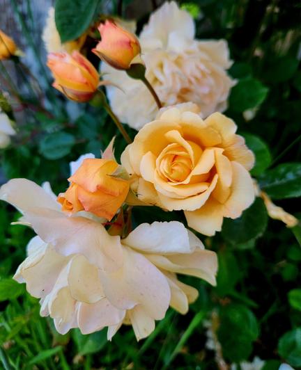 Peach rose blossoms.