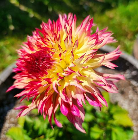 Yellow and magenta dahlia blossom with pointed petals.