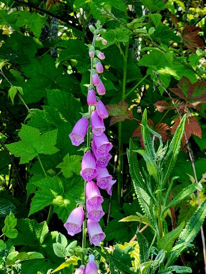 Pinkish lavender foxglove.