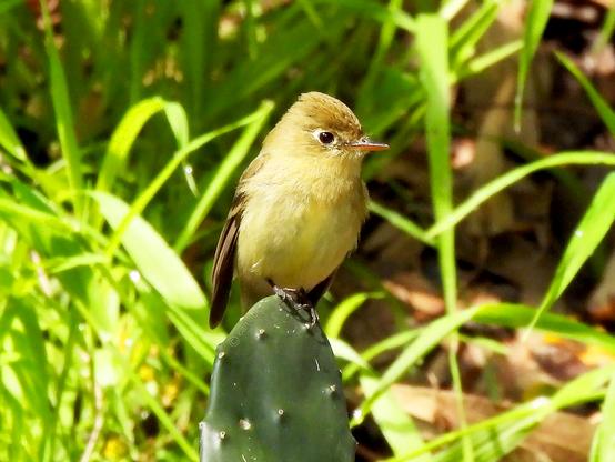A small bird perches on a cactus in a tranquil woodland setting, blending harmoniously with the natural surroundings.