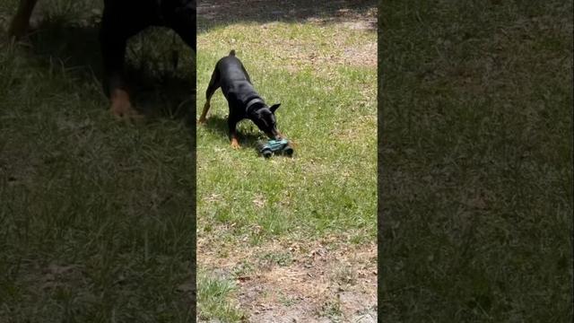 Doberman vs RC Car: Round 5 (Under the Truck Edition)