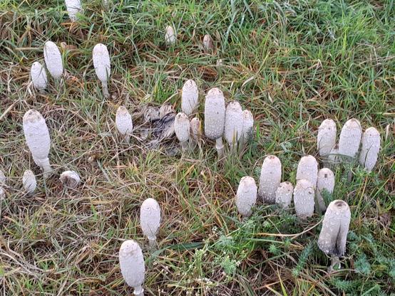 Mushrooms that look like penises (penii?) sprouts.