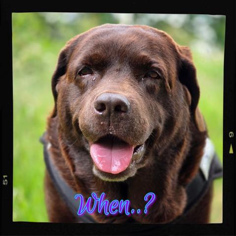 Close-up of a happy chocolate Labrador wearing a harness, looking into the camera with its tongue out. The background is green and blurred. The word “When..?” appears at the bottom in glowing, cursive text, adding a wistful tone.