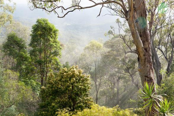 Looking down a steep heavily timbered slope, across a valley that's obscured by trees, to a hazily visible wooded hillside beyond. Most of the image is taken up by a profusion of different tree and shrub species, some flowering, in various shades of green and khaki. A light mist is streaming through the scene, and a bright mid-morning sun is casting shadows from higher trees into the mist.