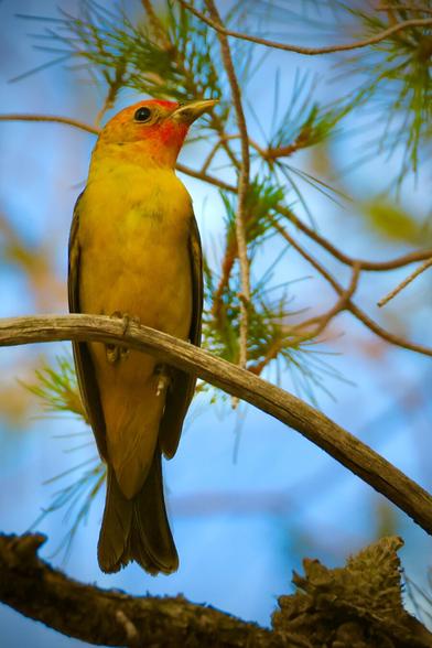 Yellow bird with bright red head.