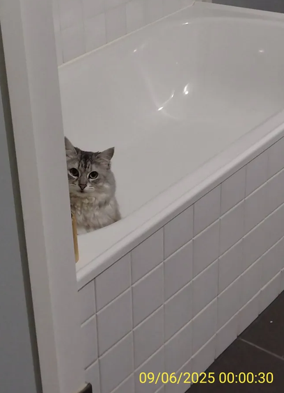 a photo peeking through the corner of my bathroom with my grey cat sitting in the bathtub, looking directly at me