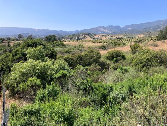 Small to medium size native plants in the foreground, foothills and mountains are in the distance. There are avocado orchards on a hill that are in neat rows.
