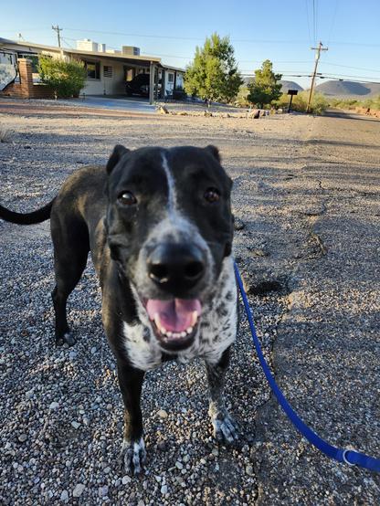 A dog enjoying her walk smiles delightedly