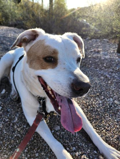 A dog having a little lie-down during his walk smiles alluringly