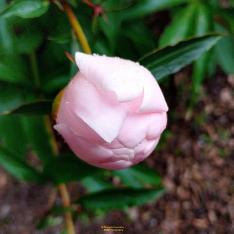Nahaufnahme einer pinkfarbenen Pfingstrosenknospe.
A close-up of a pink peony bud.