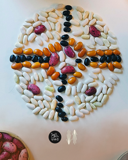 Bean mandala with 4 types of beans, in a circular cross like shapr inspired by the wheel of the year. At the bottom two logos (for UAC and ROOTED)