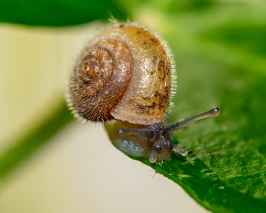 Tiny tiny snail with a hair shell