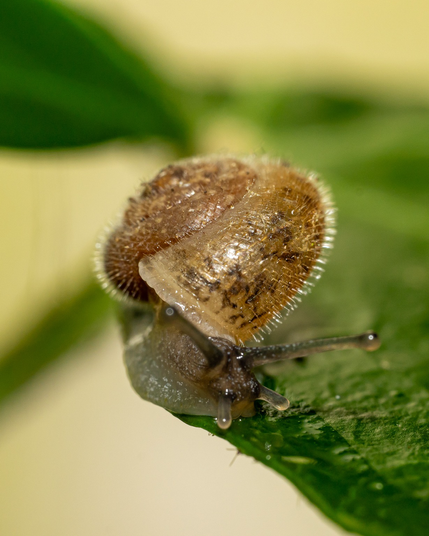 Another image of a tiny tiny snail