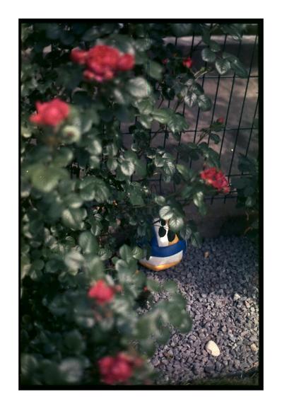 A volleyball peeks through rose bushes against a wire fence, surrounded by gravel and dappled sunlight. Shot on expired Kodak Gold 100 (from 1995), rated at ISO 8 and home-developed in cold C-41 chemistry.