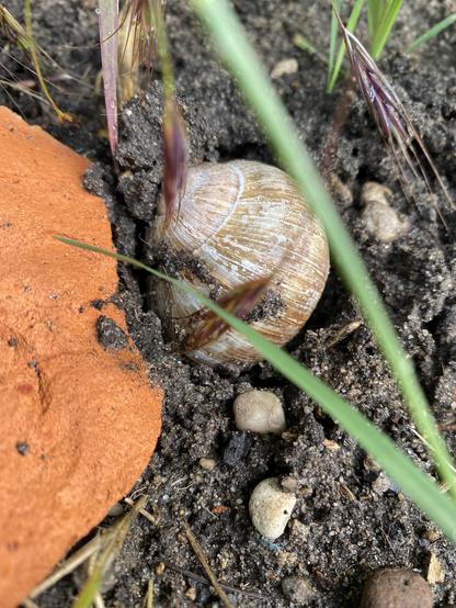 Eine hellbraun gefärbte Weinbergschnecke liegt etwa bis zur Hälfte der Höhe ihres Hauses in nasser Erde. Im Vordergrund sind unscharf einige Gräser zu sehen, links ein Stück einer Scherbe von einem Tontopf.